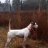 Mississippi Open Shooting Dog Championship